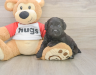 6 week old Mini Aussiedoodle Puppy For Sale - Lone Star Pups