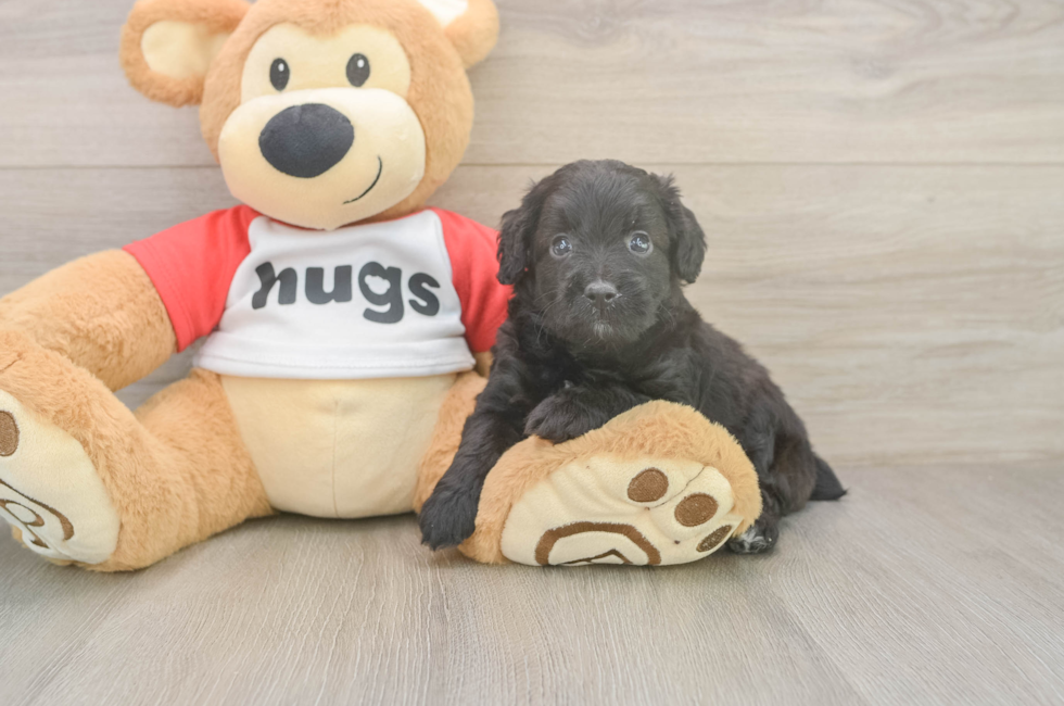5 week old Mini Aussiedoodle Puppy For Sale - Lone Star Pups