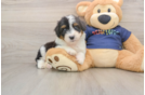 Energetic Aussiepoo Poodle Mix Puppy