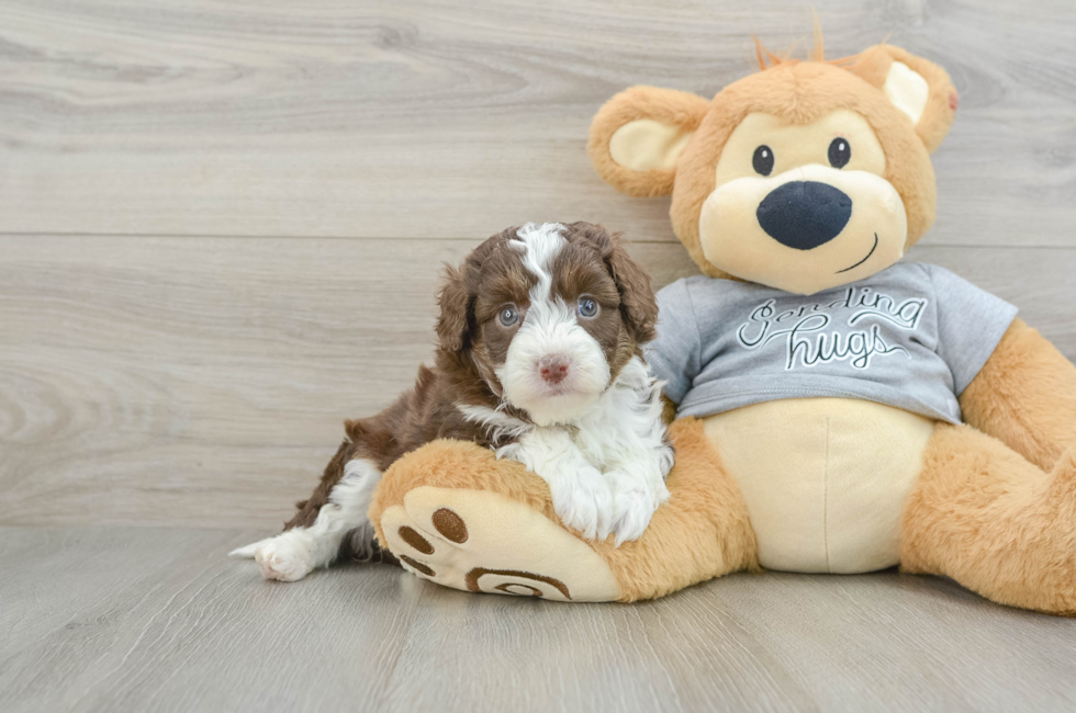 5 week old Mini Aussiedoodle Puppy For Sale - Lone Star Pups