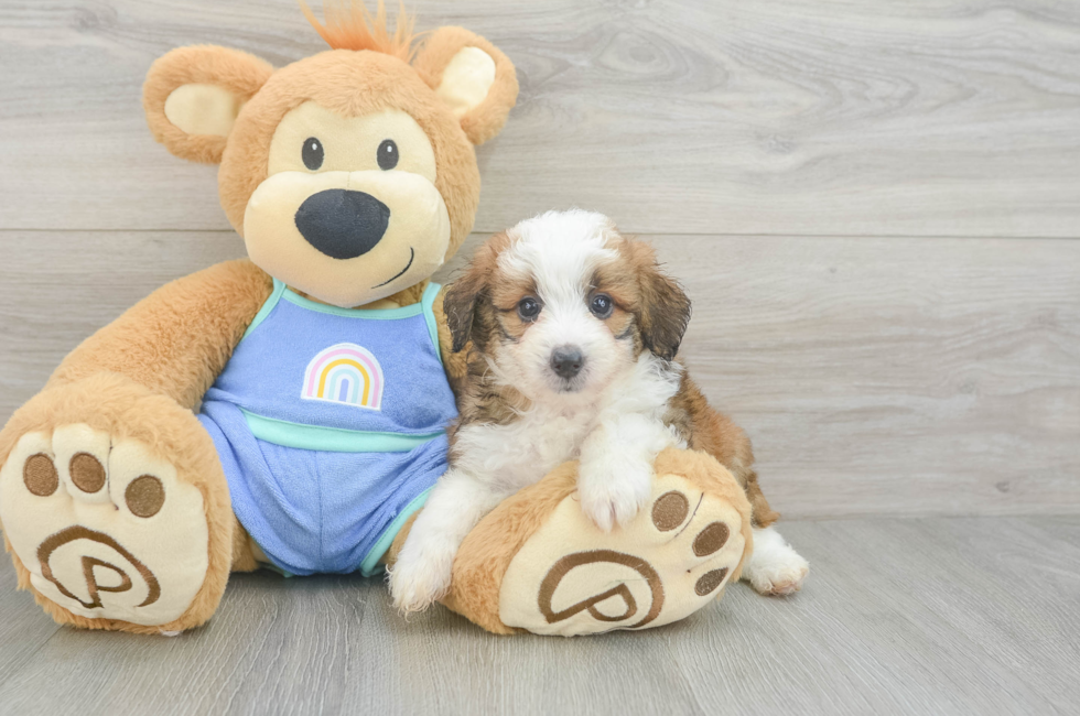 5 week old Mini Aussiedoodle Puppy For Sale - Lone Star Pups