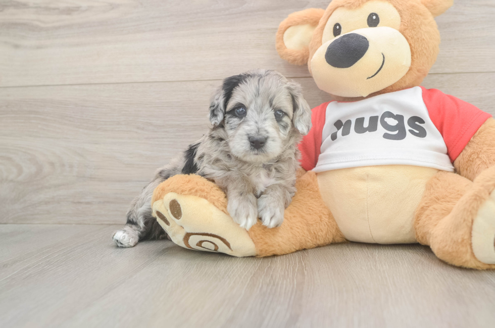 5 week old Mini Aussiedoodle Puppy For Sale - Lone Star Pups