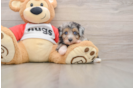 Friendly Mini Aussiedoodle Baby