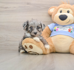 7 week old Mini Aussiedoodle Puppy For Sale - Lone Star Pups