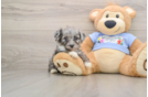 Best Mini Aussiedoodle Baby