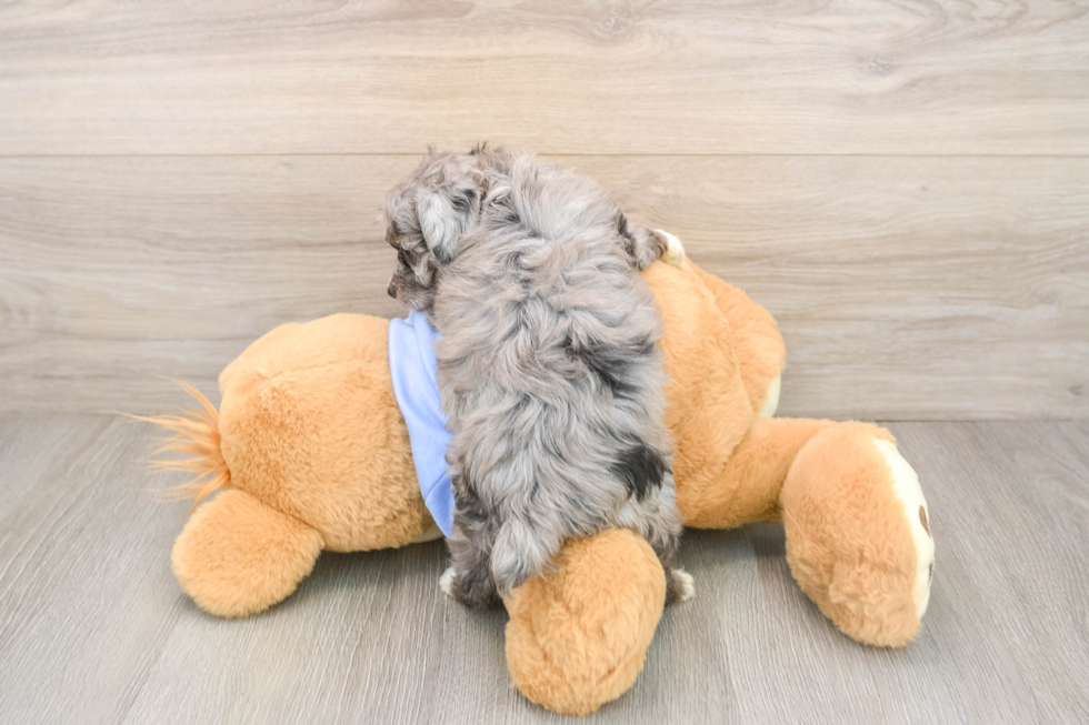 Mini Aussiedoodle Puppy for Adoption