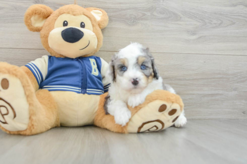 5 week old Mini Aussiedoodle Puppy For Sale - Lone Star Pups