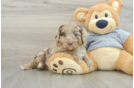 Happy Mini Aussiedoodle Baby