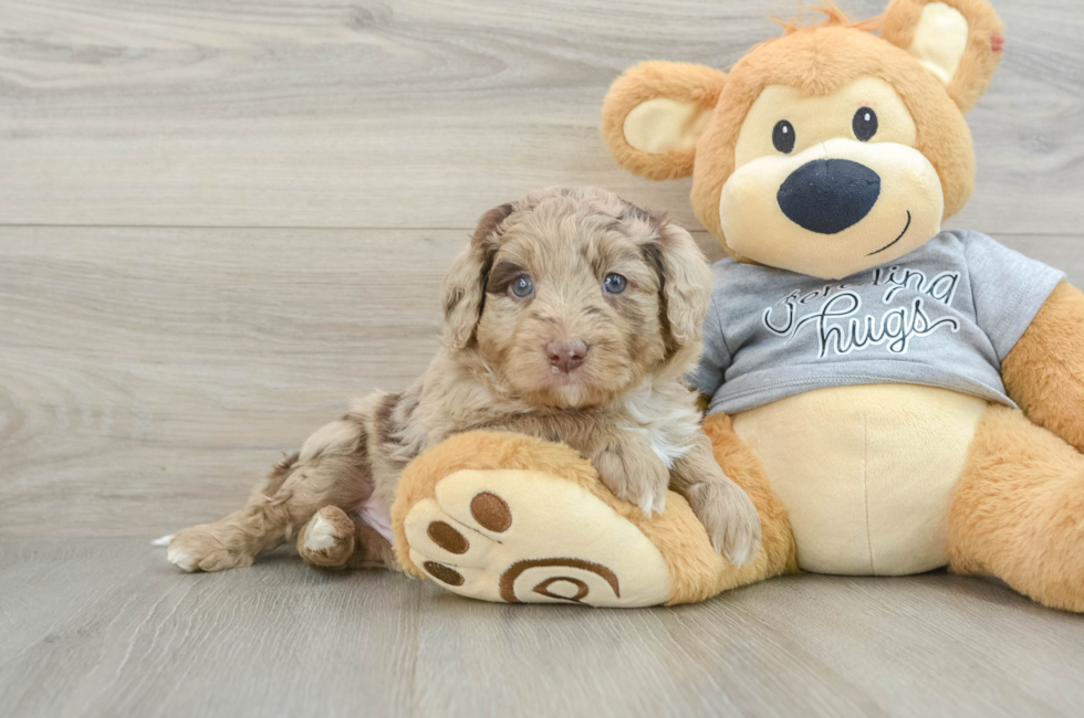 5 week old Mini Aussiedoodle Puppy For Sale - Lone Star Pups