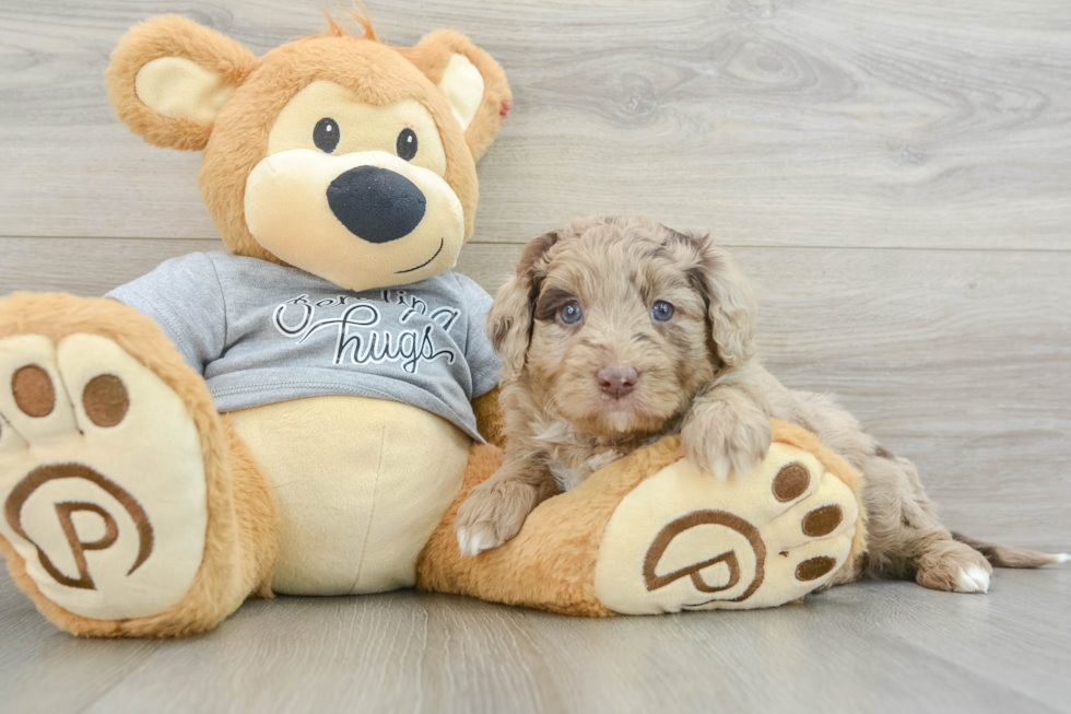 Best Mini Aussiedoodle Baby