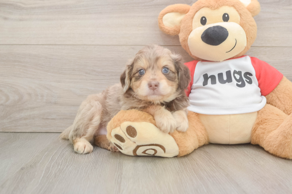 Mini Aussiedoodle Puppy for Adoption