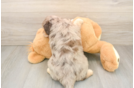 Best Mini Aussiedoodle Baby