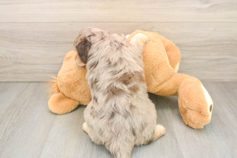 Best Mini Aussiedoodle Baby
