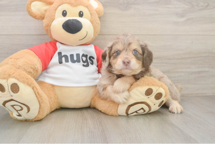 Best Mini Aussiedoodle Baby