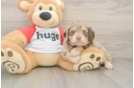 Best Mini Aussiedoodle Baby
