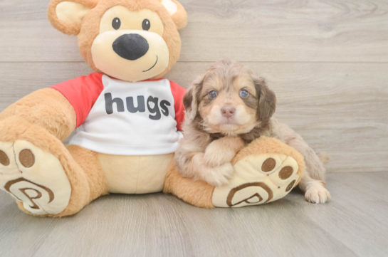 Best Mini Aussiedoodle Baby