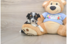 Fluffy Mini Aussiedoodle Poodle Mix Pup