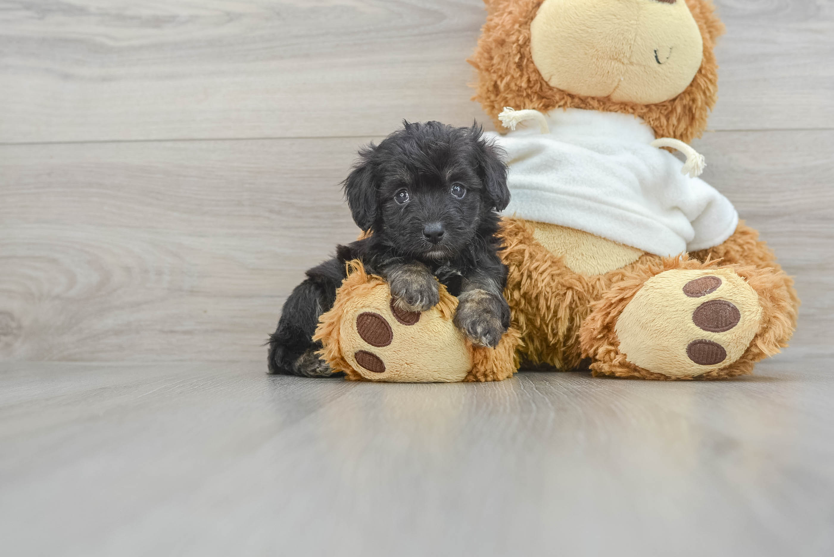Mini Aussiedoodle Puppy for Adoption