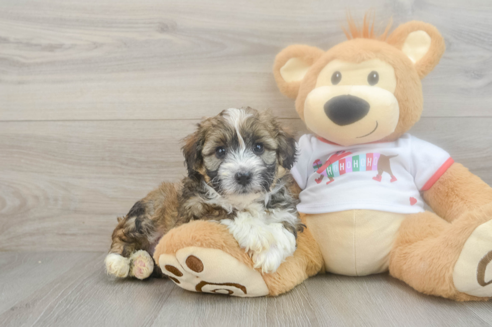 Mini Aussiedoodle Puppy for Adoption