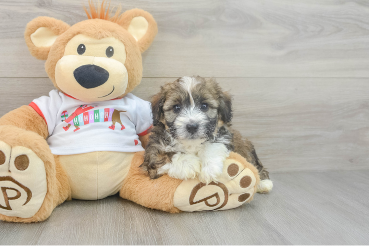 Mini Aussiedoodle Pup Being Cute