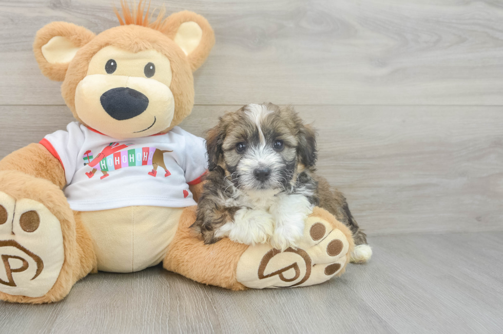 5 week old Mini Aussiedoodle Puppy For Sale - Lone Star Pups