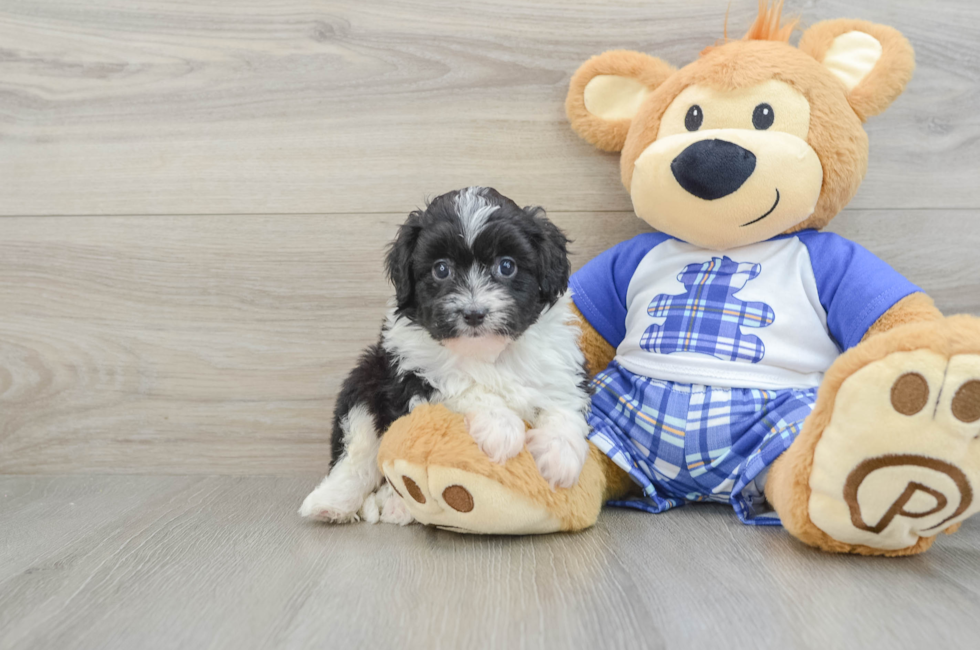 7 week old Mini Aussiedoodle Puppy For Sale - Lone Star Pups