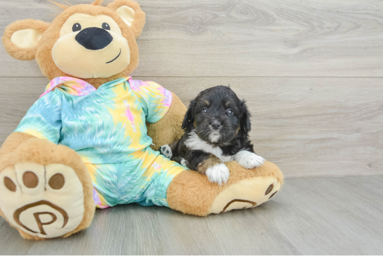 Mini Aussiedoodle Pup Being Cute