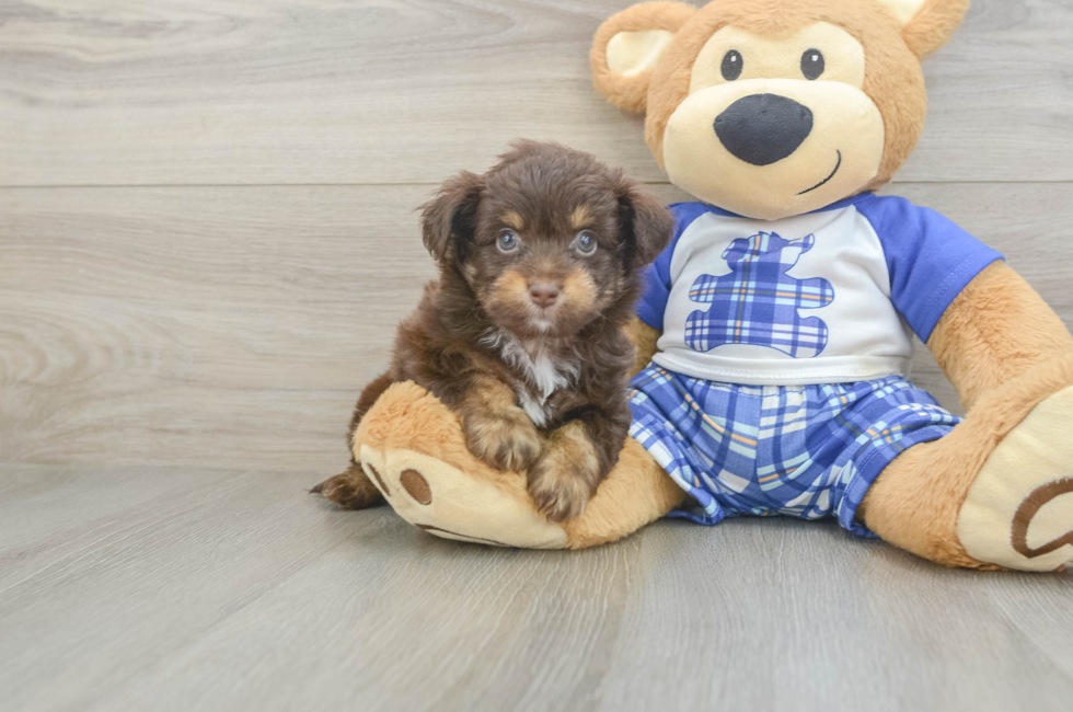 6 week old Mini Aussiedoodle Puppy For Sale - Lone Star Pups