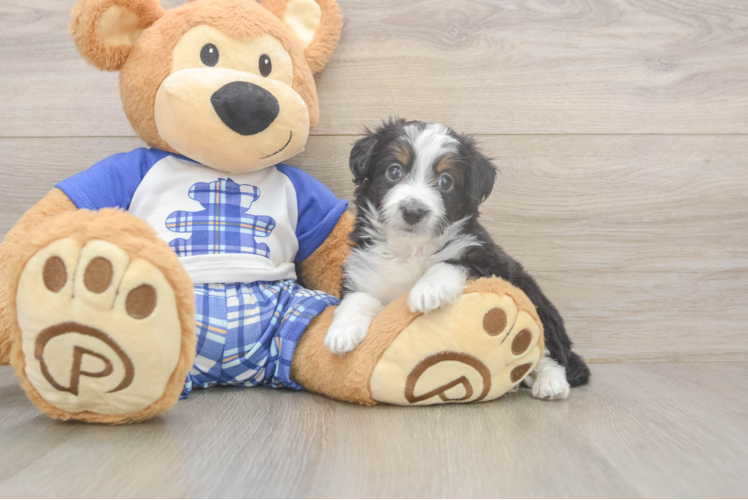 Mini Aussiedoodle Pup Being Cute