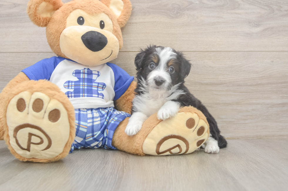 5 week old Mini Aussiedoodle Puppy For Sale - Lone Star Pups