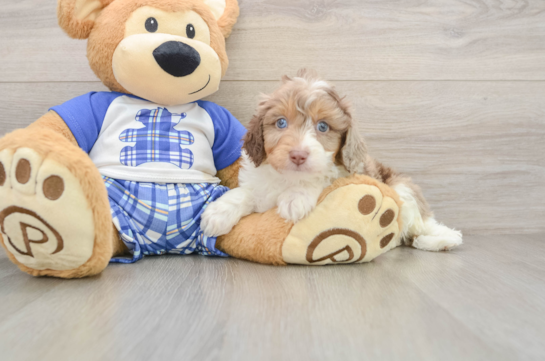 Mini Aussiedoodle Pup Being Cute