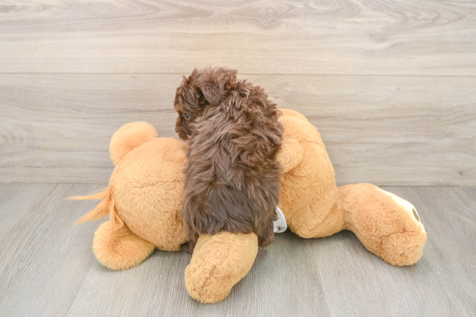 Cute Mini Aussiedoodle Baby