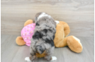 Friendly Mini Aussiedoodle Baby