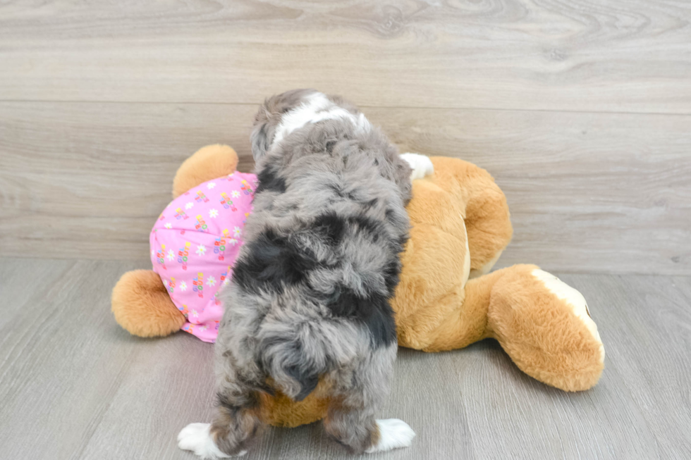 Friendly Mini Aussiedoodle Baby