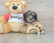 8 week old Mini Aussiedoodle Puppy For Sale - Lone Star Pups