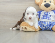 9 week old Mini Aussiedoodle Puppy For Sale - Lone Star Pups