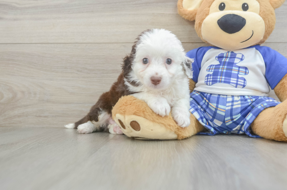 5 week old Mini Aussiedoodle Puppy For Sale - Lone Star Pups