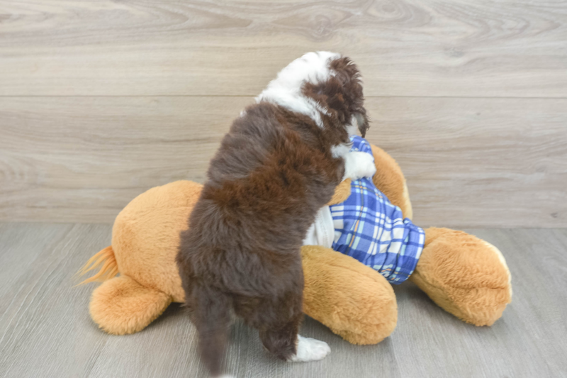 Meet Olaf - our Mini Aussiedoodle Puppy Photo 2/3 - Lone Star Pups