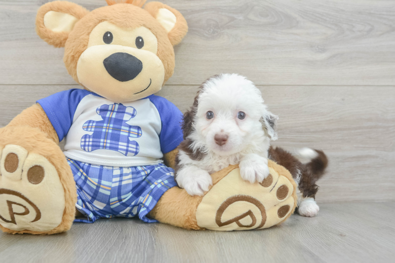 Meet Olaf - our Mini Aussiedoodle Puppy Photo 3/3 - Lone Star Pups