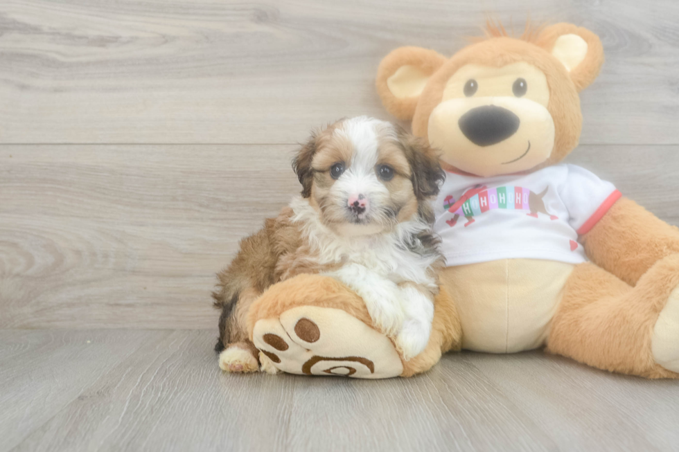 Little Mini Aussiepoo Poodle Mix Puppy