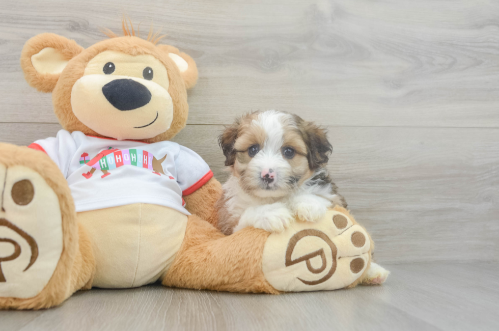 5 week old Mini Aussiedoodle Puppy For Sale - Lone Star Pups