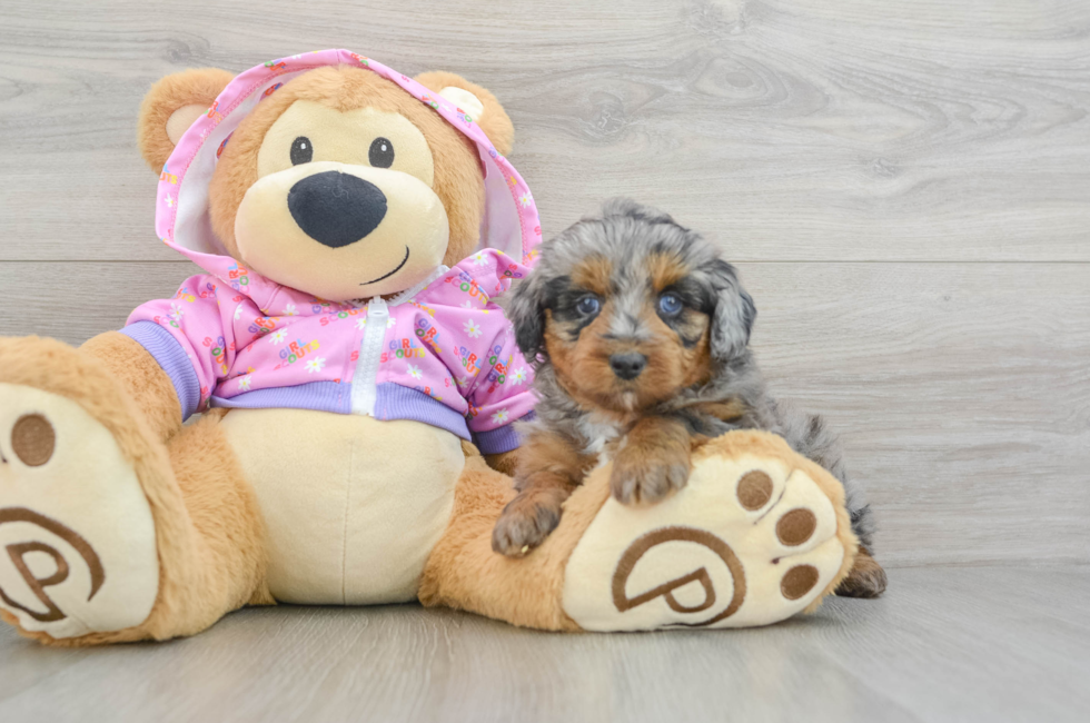 5 week old Mini Aussiedoodle Puppy For Sale - Lone Star Pups