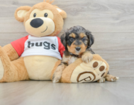 9 week old Mini Aussiedoodle Puppy For Sale - Lone Star Pups