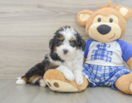 9 week old Mini Aussiedoodle Puppy For Sale - Lone Star Pups