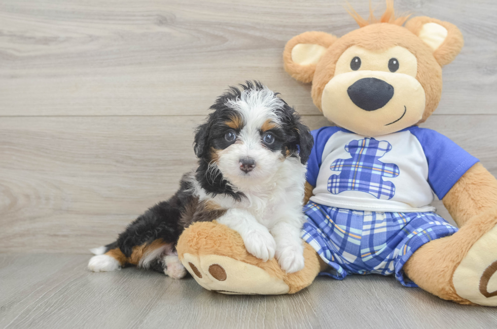 6 week old Mini Aussiedoodle Puppy For Sale - Lone Star Pups