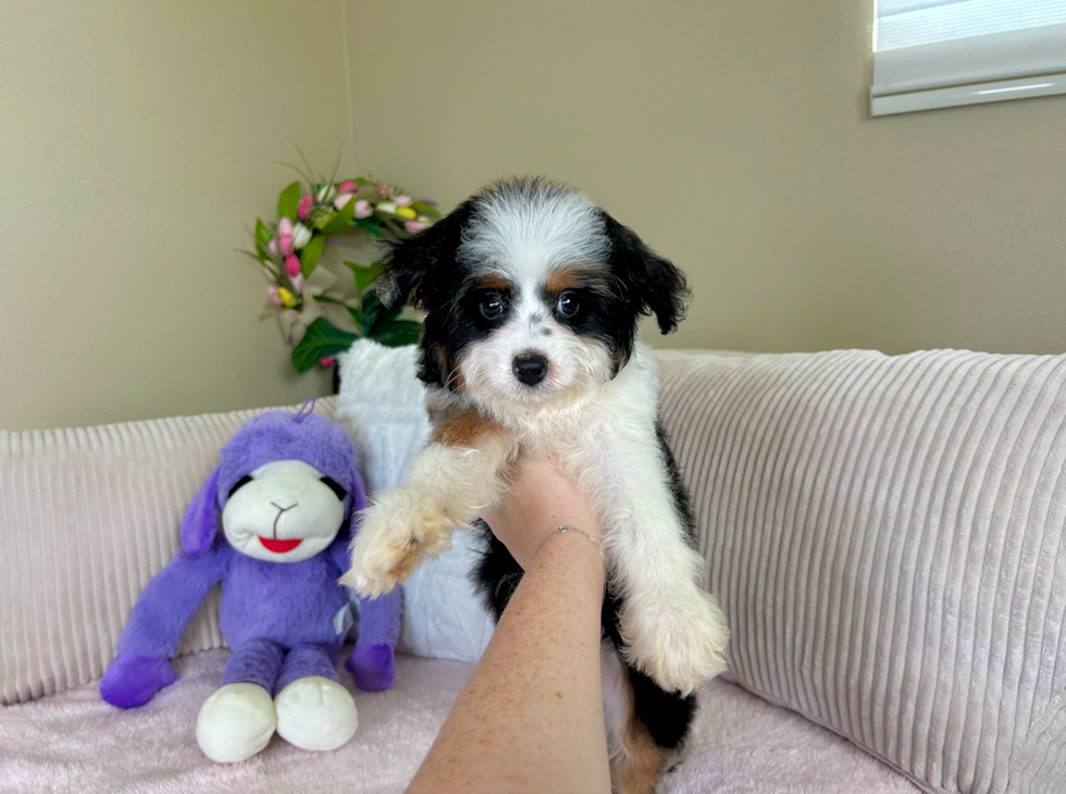 Best Mini Aussiedoodle Baby