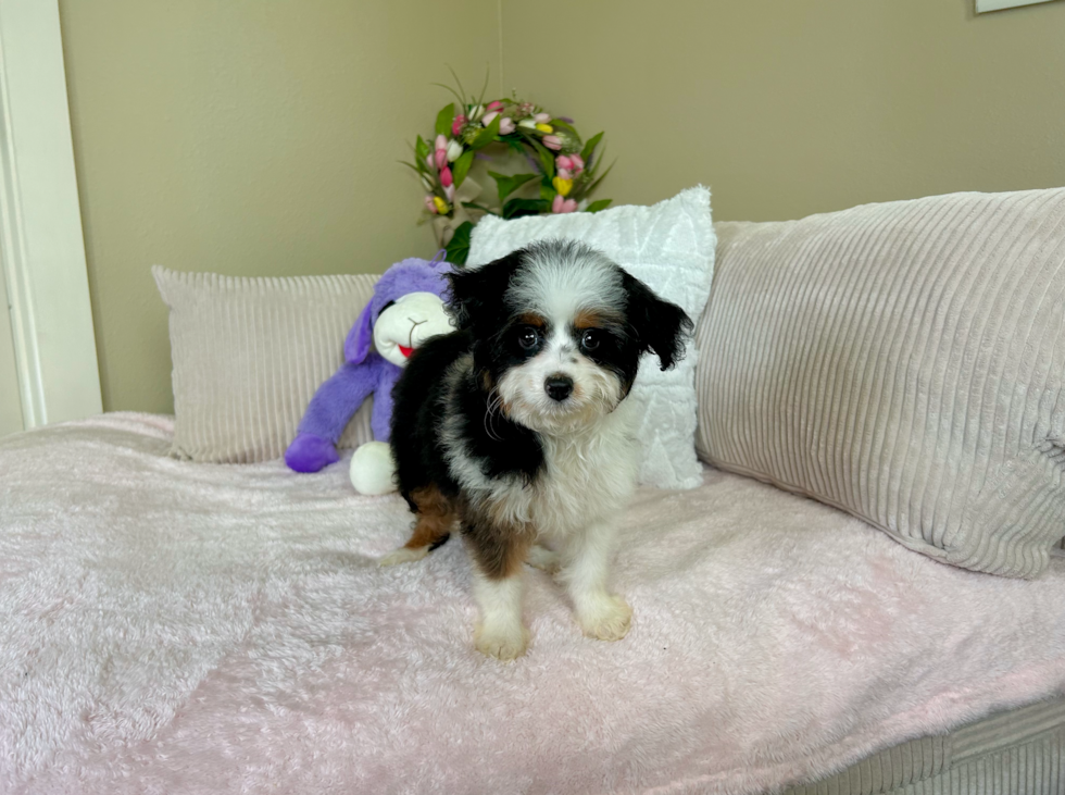 Cute Mini Aussiedoodle Poodle Mix Pup