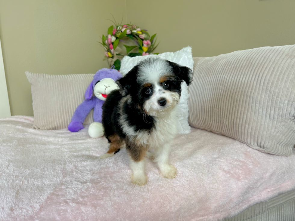 Mini Aussiedoodle Pup Being Cute