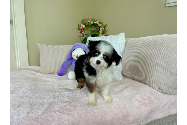 Cute Mini Aussiedoodle Baby