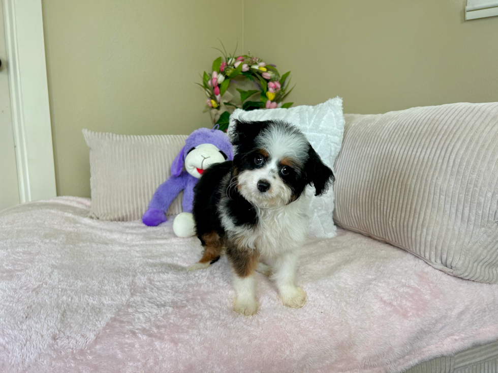 Cute Mini Aussiedoodle Baby